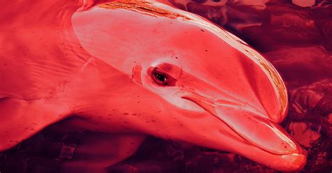 Dolphin Who Keeps Attacking Swimmers May Be Motivated by .